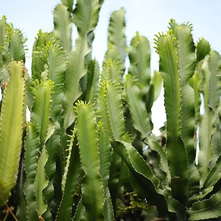 Casa Papaya 1, La Palma *