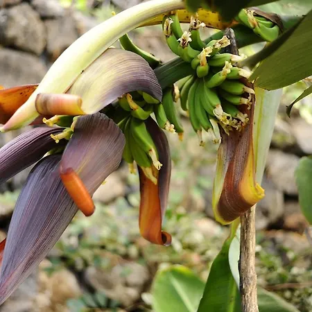 Casa Papaya 1, La Palma *